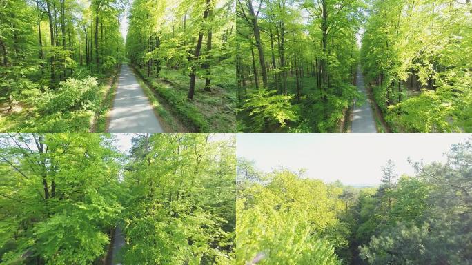 高清赫利: 森林里的一条路的镜头