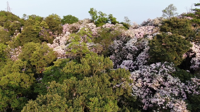 深圳梧桐山杜鹃花花海