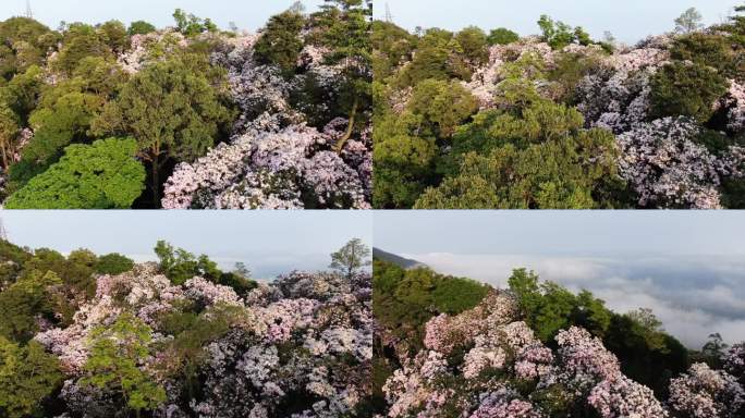 深圳梧桐山杜鹃花花海