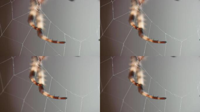 HD MACRO：蜘蛛腿镜头