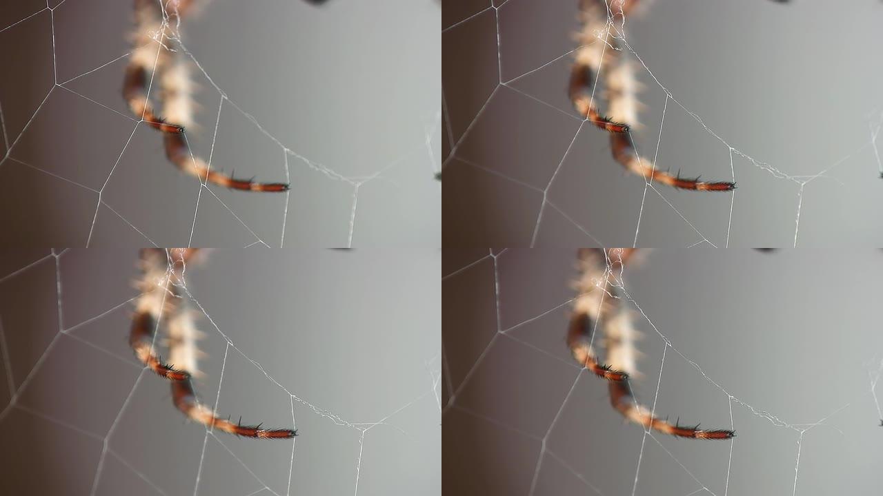 HD MACRO：蜘蛛腿镜头