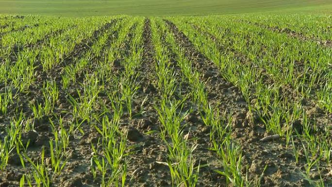 HD DOLLY：年轻的小麦