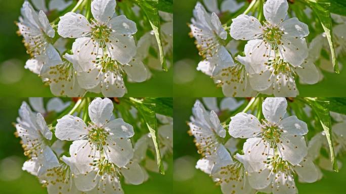 苹果花上的露露春暖花开绿色有机生态果园农