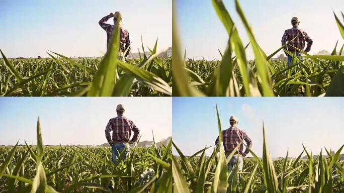 农夫在田里擦额头玉米地拍摄