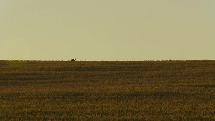 HD：鹿在田野里奔跑
