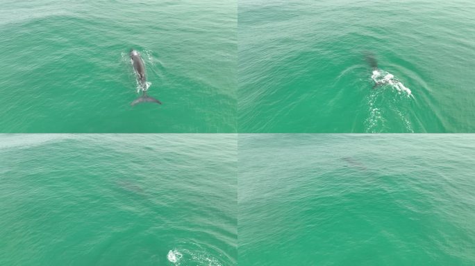 涠洲岛布氏鲸喷水航拍