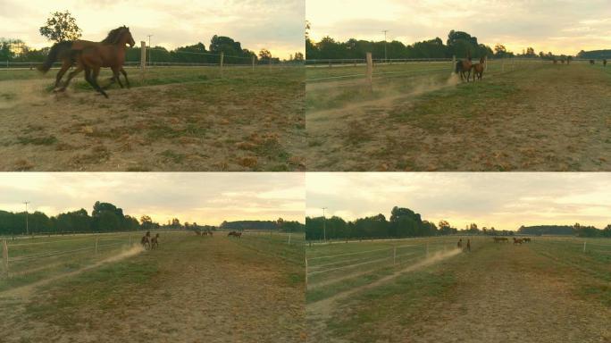 高清慢速运动：两匹马在黎明奔跑