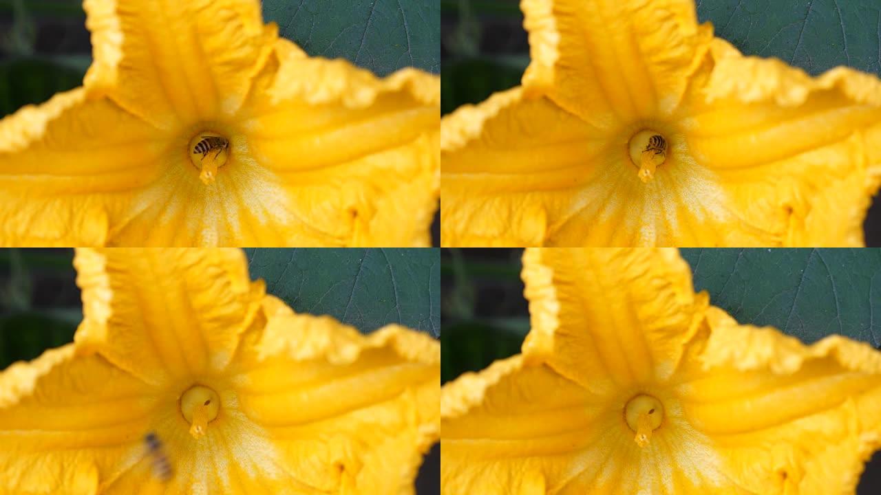 花中的一只蜜蜂，4k