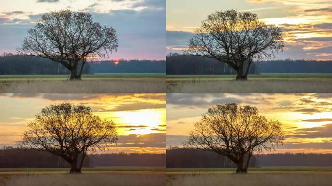 T/L 8k拍摄日出中的一棵树