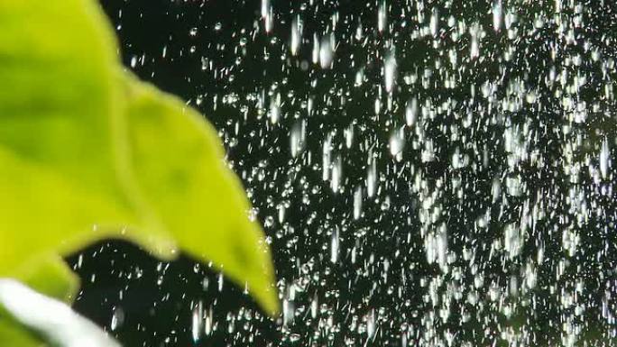 高清娃娃：水滴落在树叶上