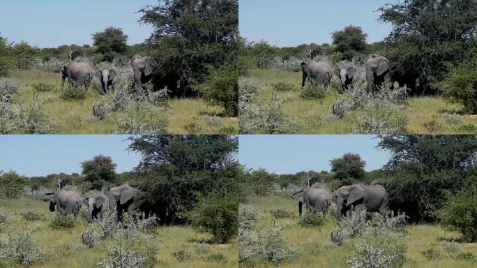 非洲大象家族动物园野生动物保护生物多样性