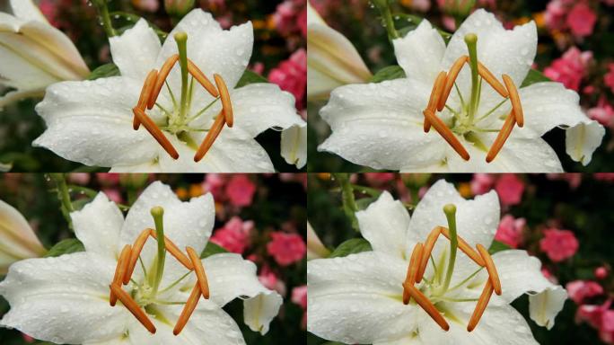 HD DOLLY：白色热带花卉