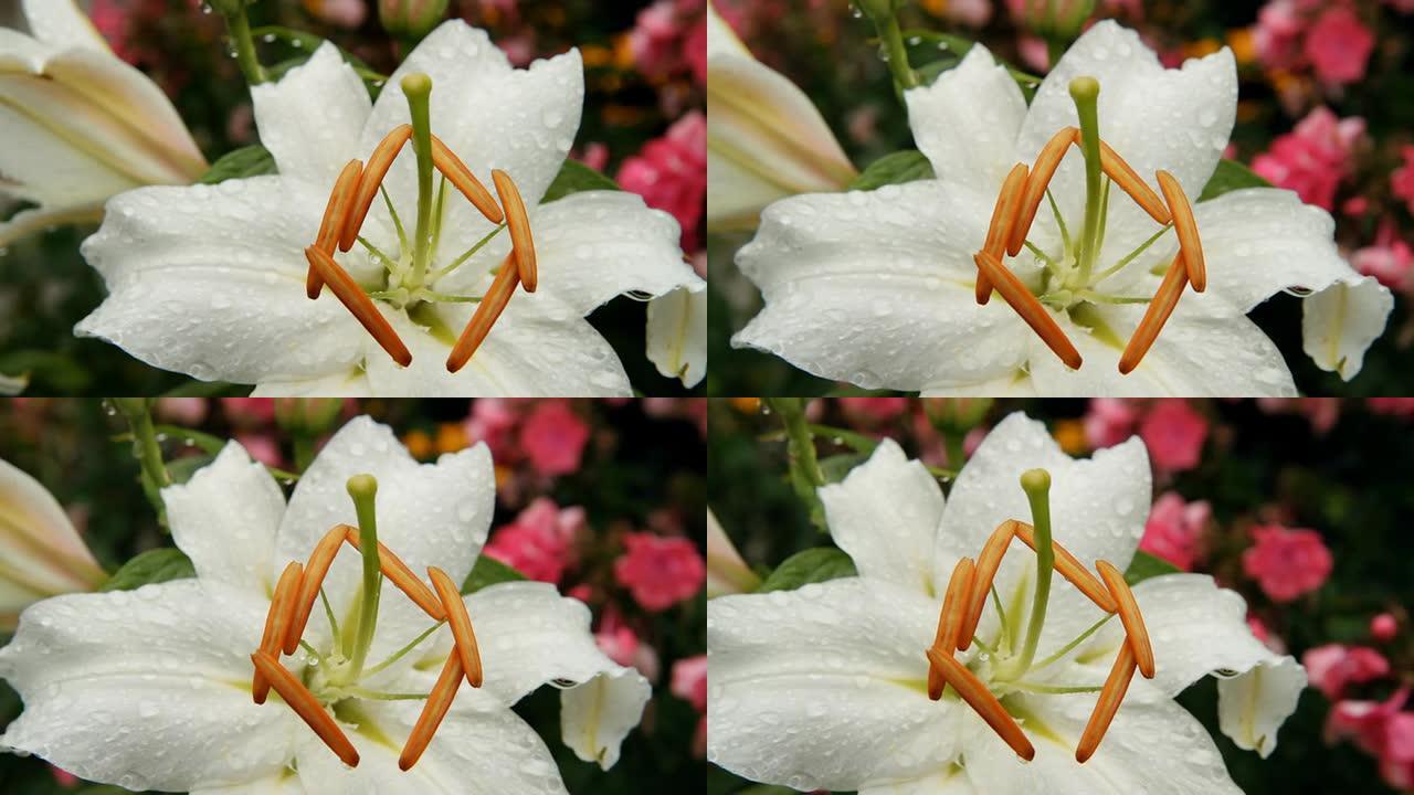 HD DOLLY：白色热带花卉