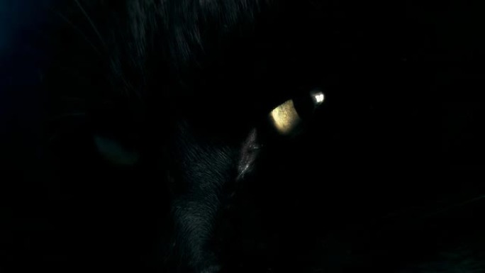 高清：黑猫眼实拍视频素材