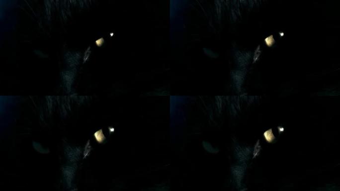 高清：黑猫眼实拍视频素材