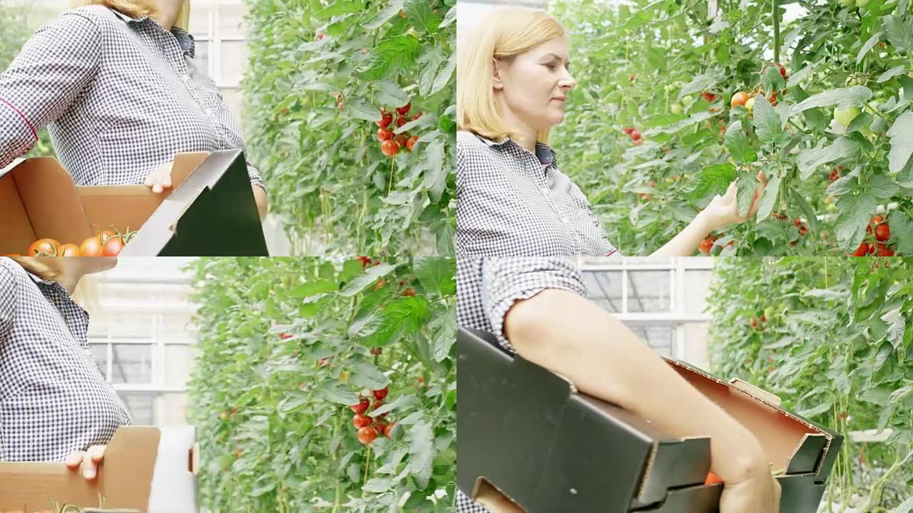 女士在温室中收获西红柿的金发女人
