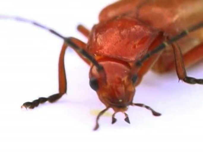 红甲虫红甲虫