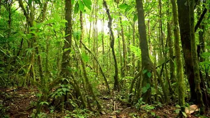 哥斯达黎加的DS热带森林