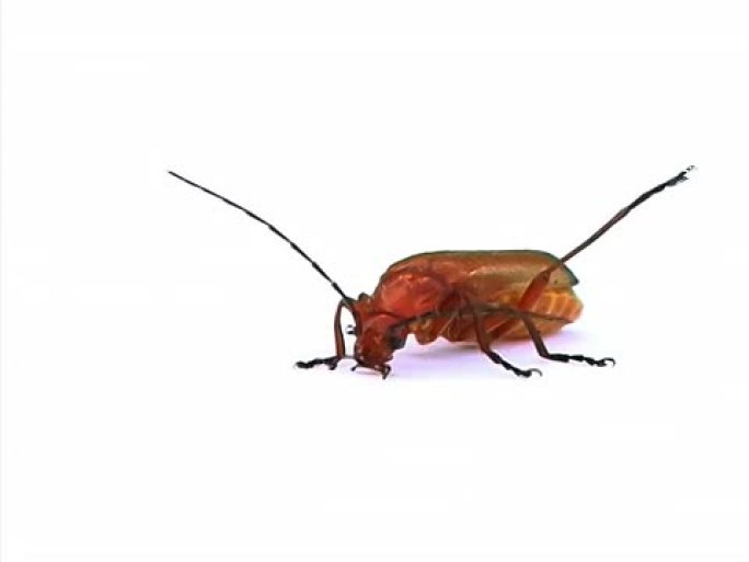 红甲虫科普赤翅甲科白色背景