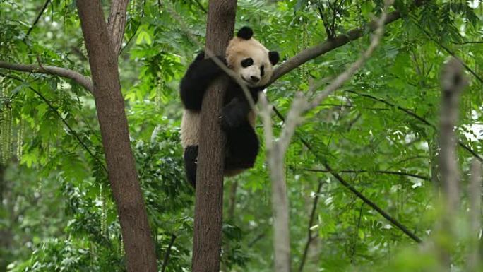 树上可爱的熊猫幼崽