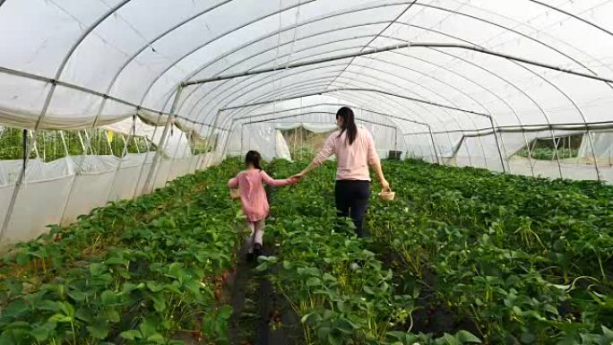 亚洲小女孩和妈妈在农场采摘草莓