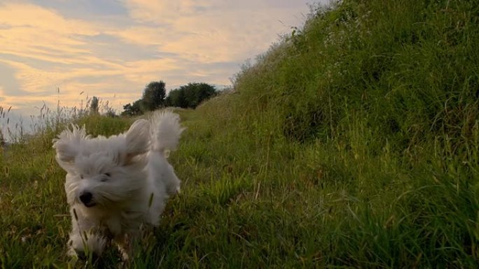 SLO MO白色小狗在草地上奔跑