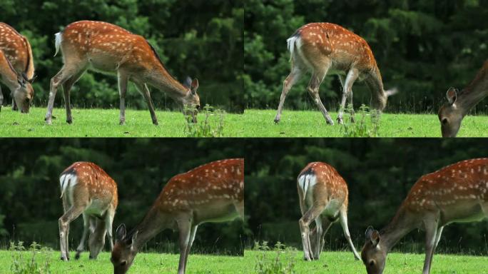 鹿生态环境一群鹿拍摄鹿吃草