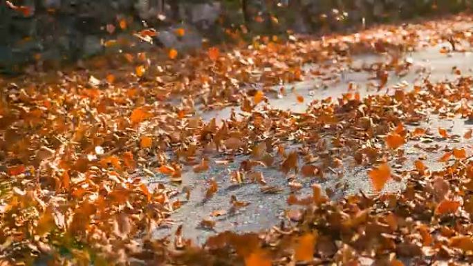 汽车驶过后，五颜六色的秋叶在空中跳舞