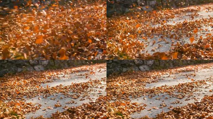 汽车驶过后，五颜六色的秋叶在空中跳舞