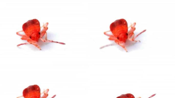 小萤火虫朋友红色昆虫萤火虫特写白色背景