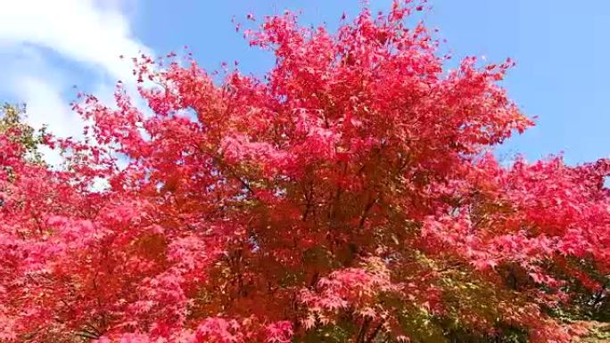 美丽的秋天背景红色枫叶