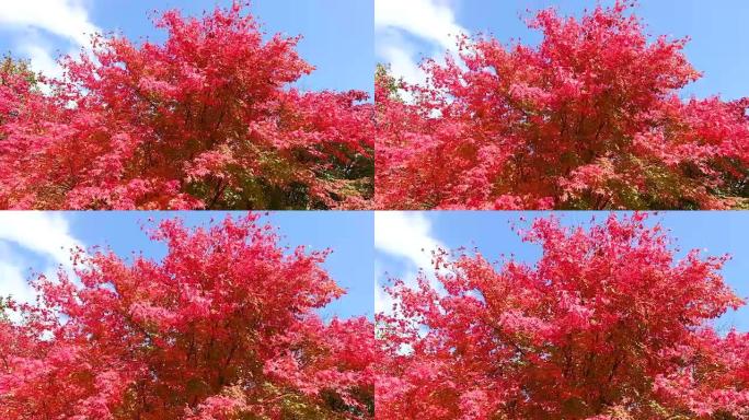 美丽的秋天背景红色枫叶