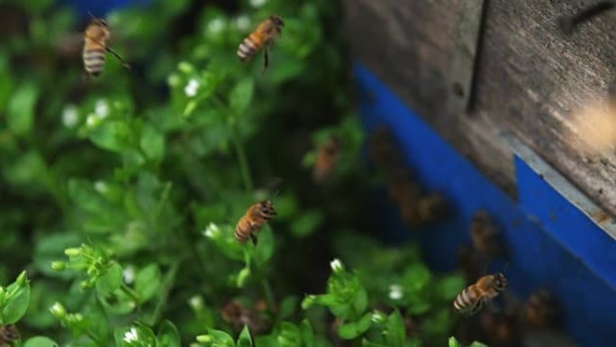蜜蜂在草地上围绕蜂箱飞行，慢动作，高角度视角