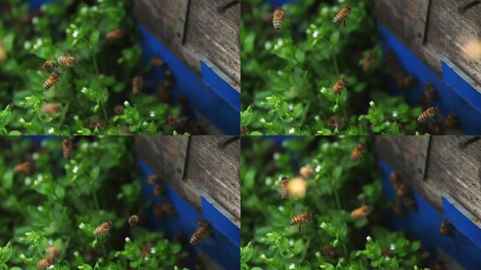 蜜蜂在草地上围绕蜂箱飞行，慢动作，高角度视角