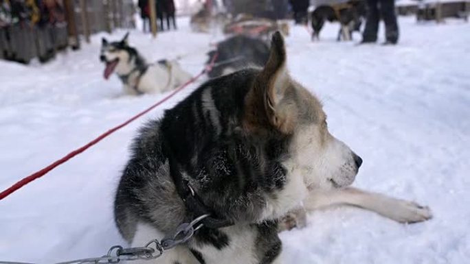 雪橇狗在雪地里休息