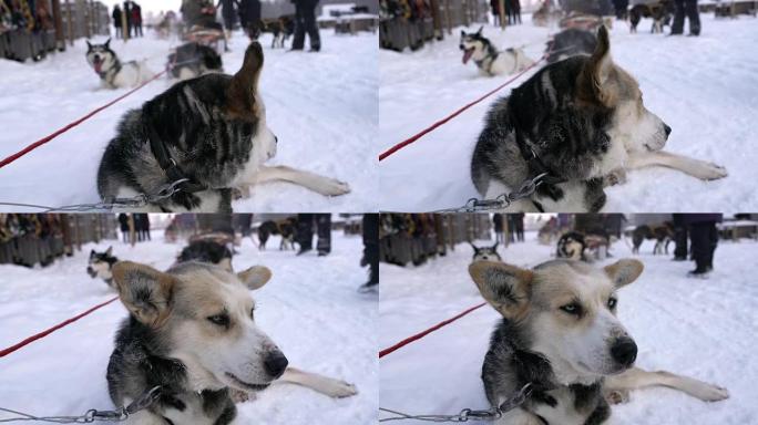 雪橇狗在雪地里休息