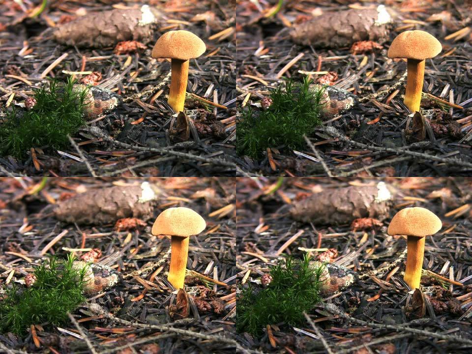 PAL：蘑菇蘑菇