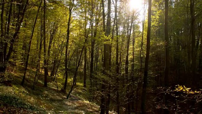 WS阳光照亮了秋天的森林