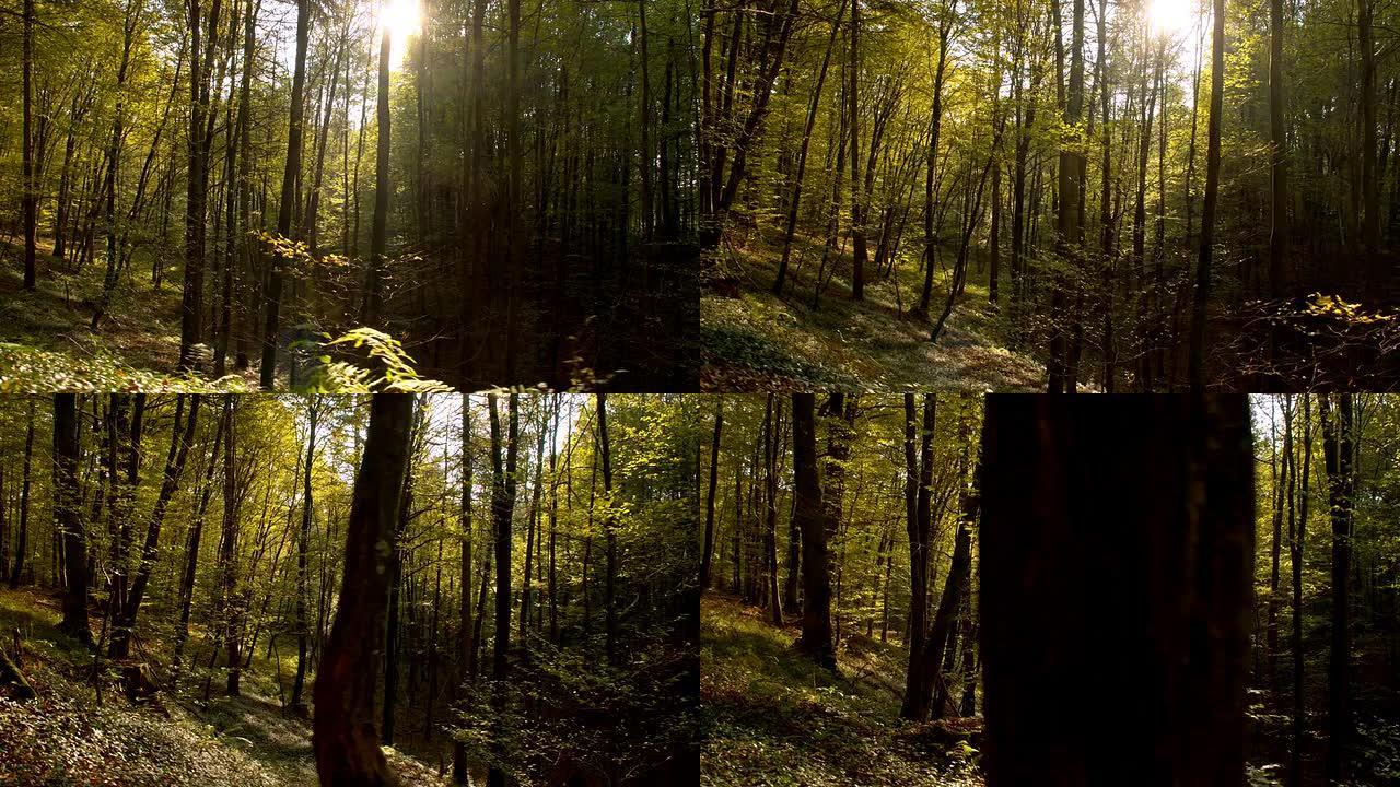 WS阳光照亮了秋天的森林