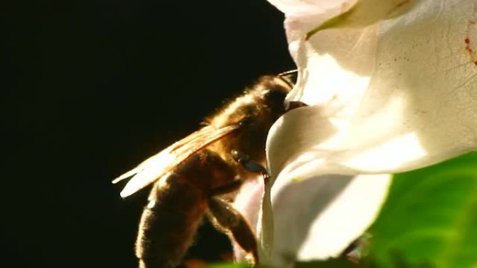 HD MACRO：蜜蜂在行动