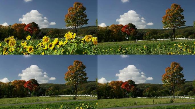 上升：向日葵地