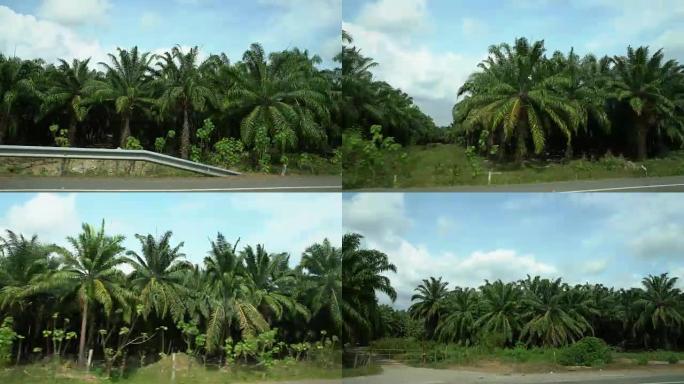 路边的POV棕榈树