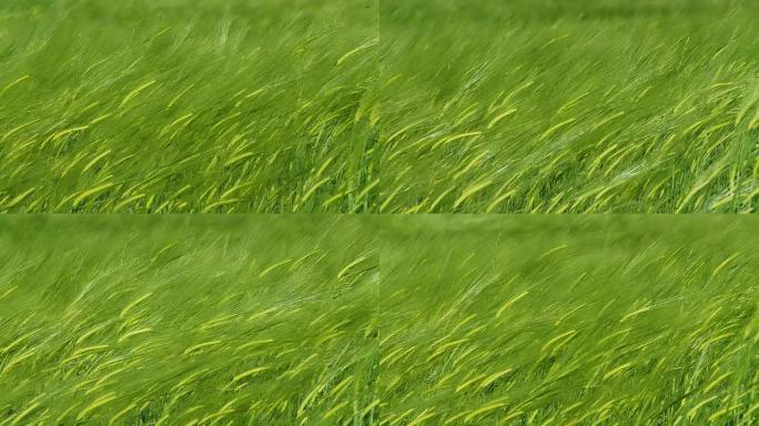 HD：风中摇曳的绿小麦