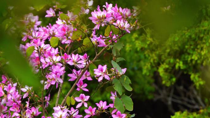 植物生长樱花盛开7/7