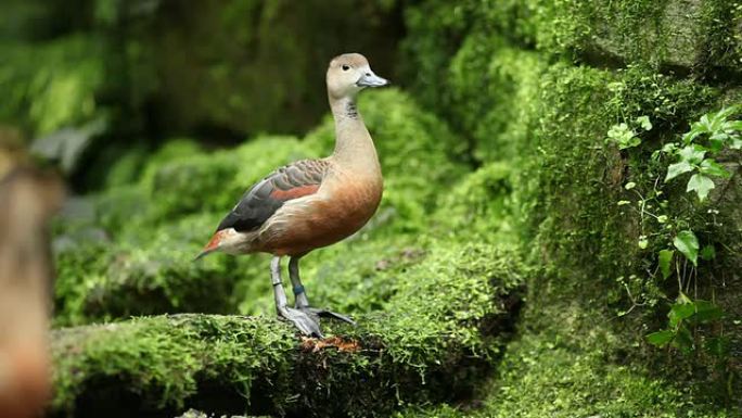 树鸭属野生动物保护生物生态飞翔飞鸟