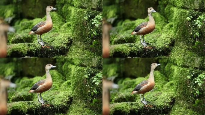 树鸭属野生动物保护生物生态飞翔飞鸟