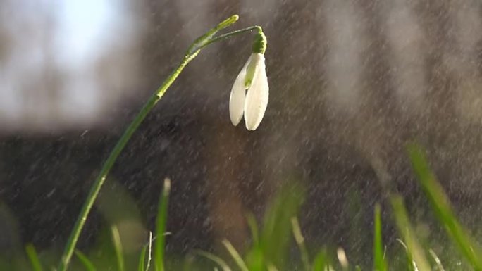 高清：雪花飘落雪花飘落下雨鲜花