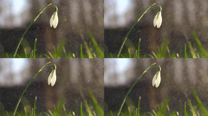 高清：雪花飘落雪花飘落下雨鲜花