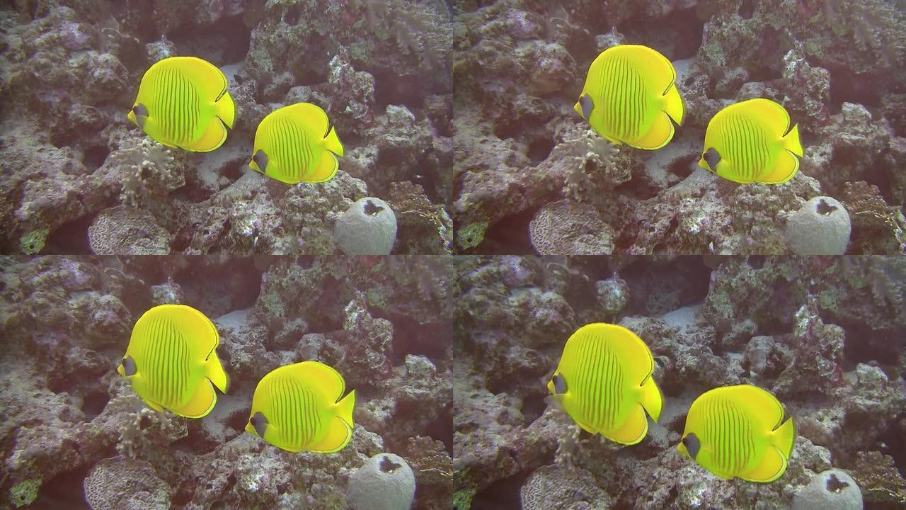 HD：珊瑚礁鱼类水下动物水底世界
