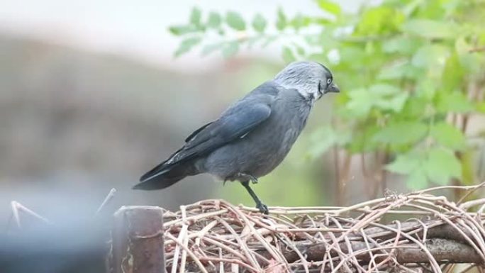 乌鸦野生动物保护生物生态飞翔飞鸟